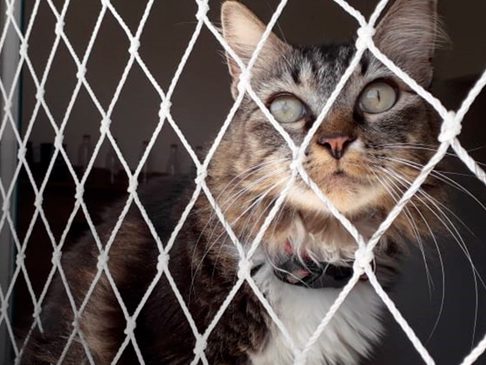 Redes para animais